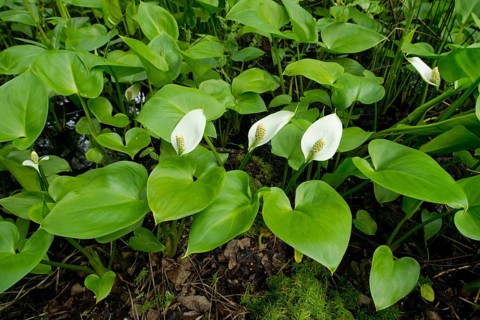 Bog Arum (Calla palustris)