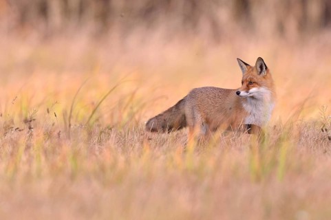 Red Fox (Vulpes vulpes) on a meadow in autumn