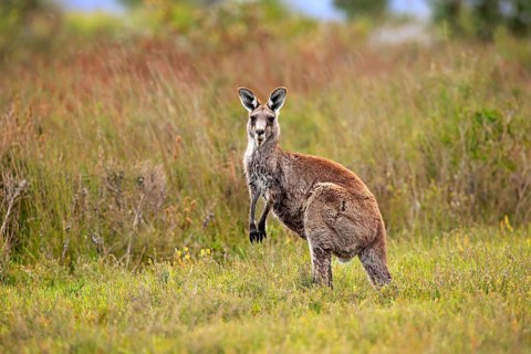 Eastern Grey Kangaroo (Macropus giganteus)