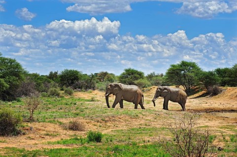 African Elephants (Loxodonta africana)