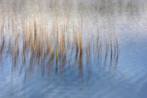 Reed stalks in water