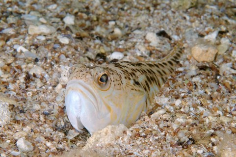 Greater Weever (Trachinus draco)