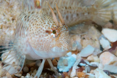 Tentacled Blenny (Parablennius tentacularis)