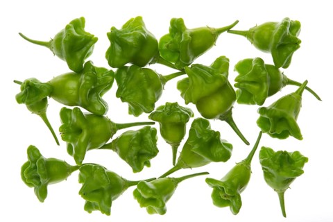 Bhut Jolokia chilies