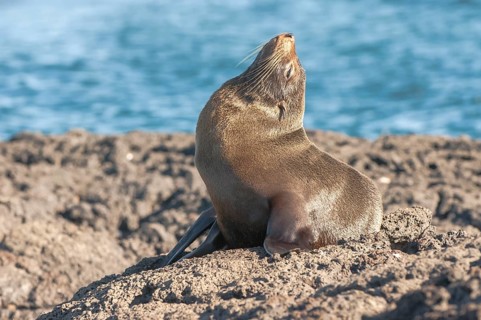 Galapagos Fur Seal (Arctocephalus galapagoensis)