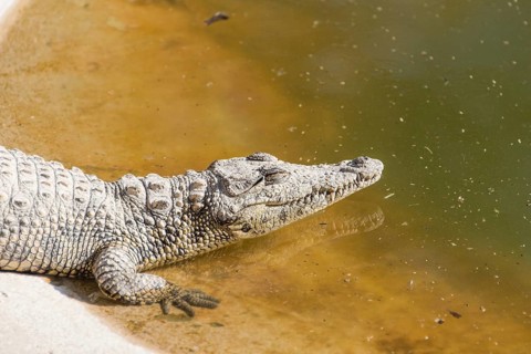 Nile Crocodiles (Crocodylus niloticus)