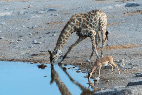 Giraffe (Giraffa camelopardis) and a Blacked-faced Impala (Aepyceros melampus petersi) drinking next to each other at the Chudop waterhole