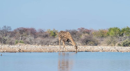 Giraffe (Giraffa camelopardis) drinking