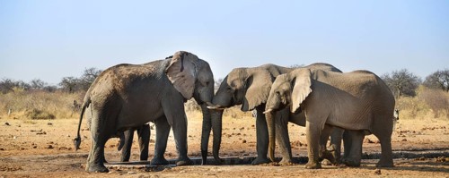 Two elephants playfully fighting