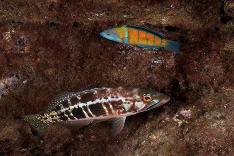 Comber (Serranus cabrilla)