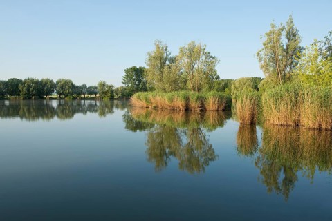Pond landscape