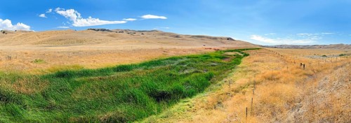 Green fertile river bed of the Cholame Creek in the middle of the dry California hills and grasslands at the Bitter Water Road
