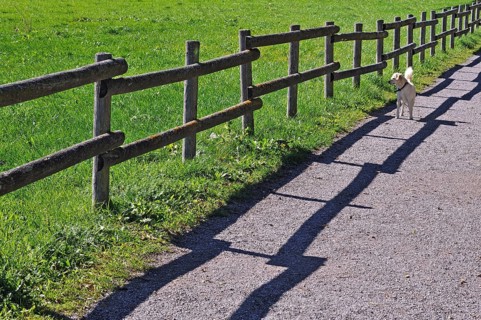 Fence with a shadow and a dog along the promenade path