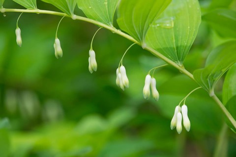 Solomon's Seal or Eurasian Solomon's Seal (Polygonatum multiflorum)