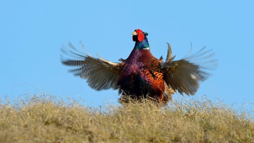 Common Pheasant (Phasianus colchicus)