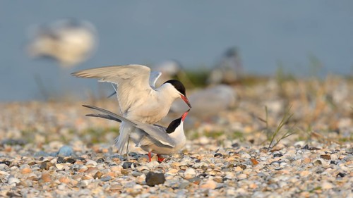 Common Terns (Sterna hirundo)