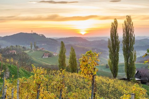 Sunrise over autumnal vineyards