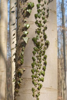 Common Ivy (Hedera helix)