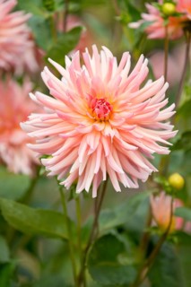 Dahlia (Dahlia) 'Dora' cultivar