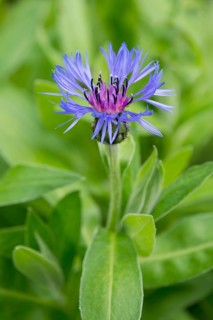 Mountain Knapweed