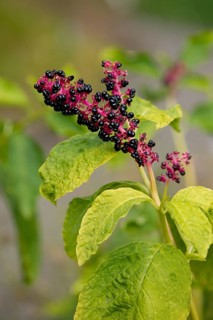 Red-ink Plant or Indian Pokeweed (Phytolacca acinosa)