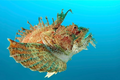 Sea Raven (Hemitripterus villosus)