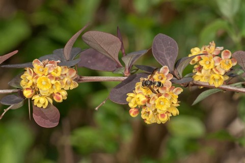 Japanese Barberry (Berberis thunbergii atropurpurea)
