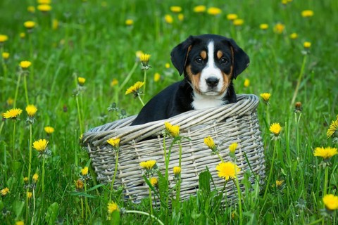 Greater Swiss Mountain Dog