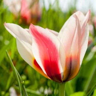 Red and white Tulip (Tulipa)