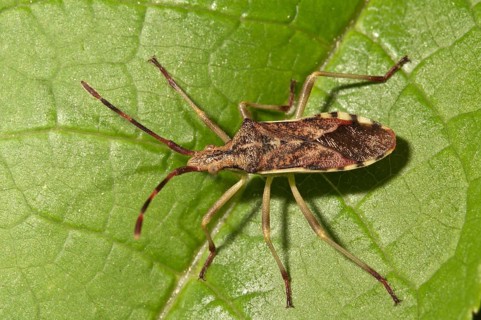 Juniper Shield Bug (Gonocerus juniperi)
