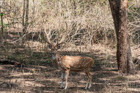 Chital (Axis axis)