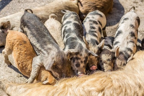 Three Mangalitsa pigs and four black-speckled Turopolje pigs (Sus scrofa domestica)