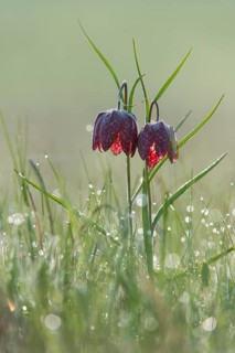 Snake's Head Fritillary or Chess Flower (Fritillaria meleagris)