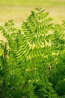 Royal fern (Osmunda regalis)