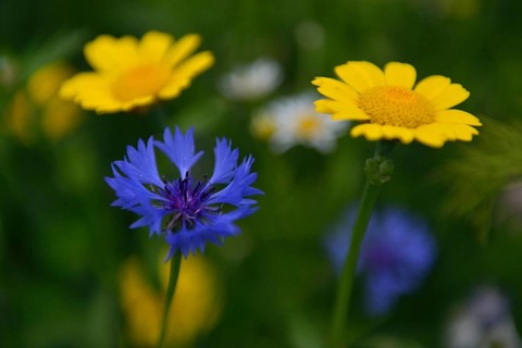 Cornflower (Centaurea cyanus) and Corn Marigold (Chrysanthemum segetum)
