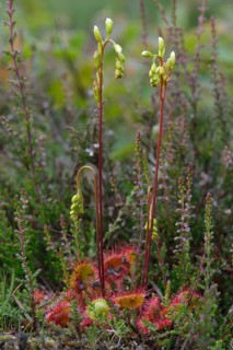Common Sundew (Drosera rotundifolia)
