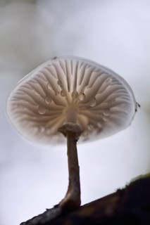 Porcelain fungus (Oudemansiella mucida) with water droplets on the underside