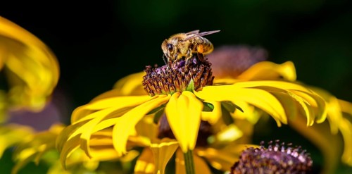Honey bee (Apis mellifera) sits on yellow flower