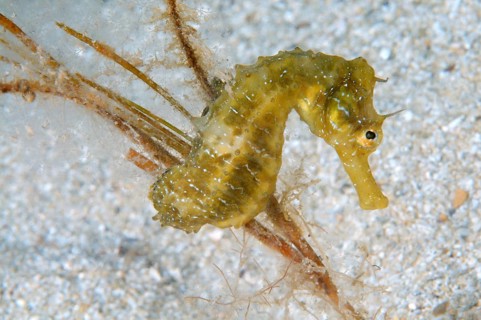 Short-snouted Seahorse (Hippocampus hippocampus)