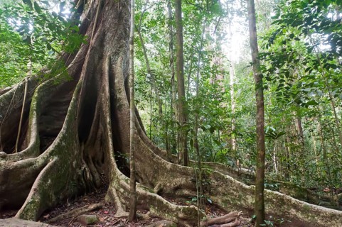 Far-reaching buttress roots under a canopy