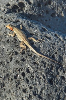 Galapagos Lava Lizard (Microlophus albemarlensis)