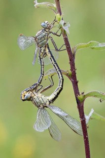 Mating wheel of two Western Clubtails (Gomphus pulchellus)