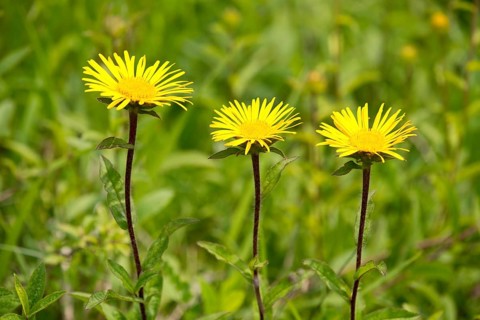 Downy Elecampane (Inula hirta)