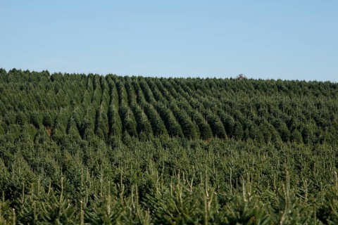 Christmas tree farm