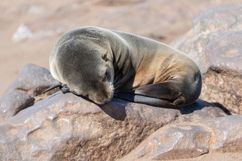 Young Brown Fur Seal or Cape Fur Seal (Arctocephalus pusillus) sleeping on a rock