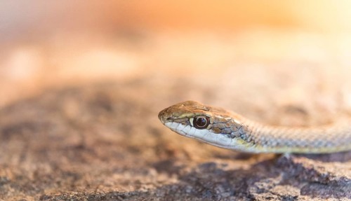 Namib Sand Snake (Psammophis namibensis)