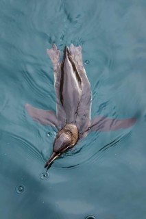 Galapagos Penguin (Spheniscus mendiculus)