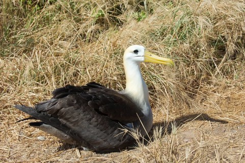 Waved Albatross (Phoebastria irrorata)