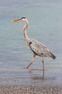 Great blue Heron (Ardea herodias)