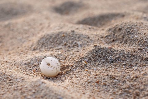 Green Sea Turtle egg (Chelonia Mydas)